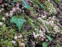 Attēlu rezultāti vaicājumam “Psathyrella pygmaea”