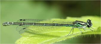 Attēlu rezultāti vaicājumam “Coenagrion puella”