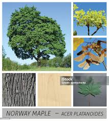 Attēlu rezultāti vaicājumam “Acer platanoides fruit”