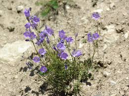 Attēlu rezultāti vaicājumam “Campanula rotundifolia”