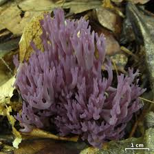 Attēlu rezultāti vaicājumam “Clavulina amethystina”