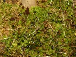 Attēlu rezultāti vaicājumam “Fossombronia wondraczekii spores”