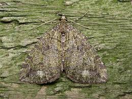 Attēlu rezultāti vaicājumam “Hydriomena furcata”