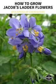 Attēlu rezultāti vaicājumam “Polemonium caeruleum flower”