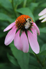 Attēlu rezultāti vaicājumam “Echinacea purpurea flower”