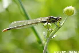 Attēlu rezultāti vaicājumam “Erythromma najas”