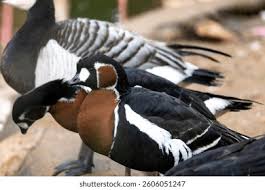 Image result for Branta ruficollis