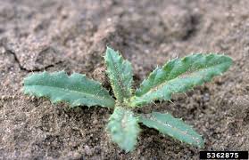 Attēlu rezultāti vaicājumam “Cirsium arvense leaf”