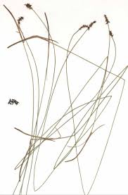 Attēlu rezultāti vaicājumam “Carex davalliana”