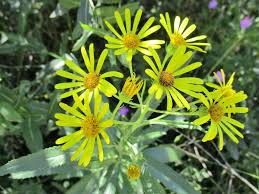 Attēlu rezultāti vaicājumam “Jacobaea paludosa”