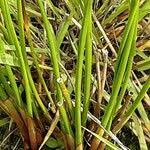 Attēlu rezultāti vaicājumam “Juncus conglomeratus fruit”