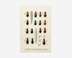 Attēlu rezultāti vaicājumam “Acupalpus flavicollis”