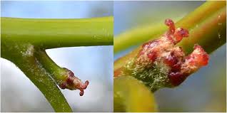 Attēlu rezultāti vaicājumam “Quercus robur female flower”