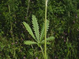 Image result for Potentilla recta