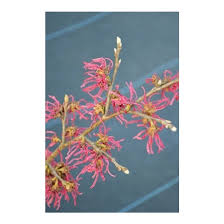 Attēlu rezultāti vaicājumam “Hamamelis japonica leaf”