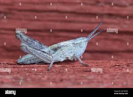 Attēlu rezultāti vaicājumam “Chortippus sp.”