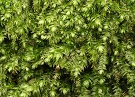 Attēlu rezultāti vaicājumam “Pseudotaxiphyllum elegans macro”