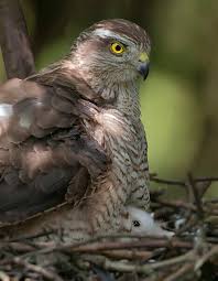 Attēlu rezultāti vaicājumam “Accipiter nisus female”