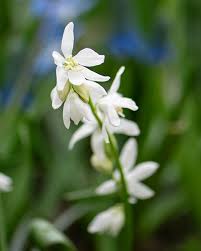 Attēlu rezultāti vaicājumam “Scilla siberica flower”