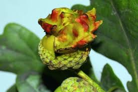 Attēlu rezultāti vaicājumam “Andricus quercuscorticis”