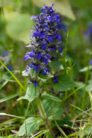 Attēlu rezultāti vaicājumam “Ajuga genevensis flower”