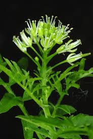 Attēlu rezultāti vaicājumam “Cardamine impatiens flower”