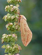 Attēlu rezultāti vaicājumam “Hepialus humuli female”
