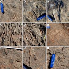 Attēlu rezultāti vaicājumam “Cephalozia connivens macro”