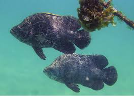 Image result for Lobotes surinamensis