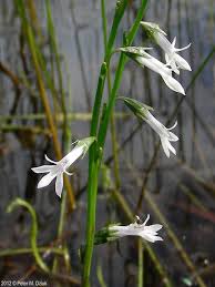 Attēlu rezultāti vaicājumam “Lobelia dortmanna bud”