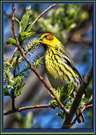 Image result for Dendroica tigrina