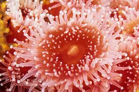 ผลการค้นหารูปภาพสำหรับ strawberry anemone