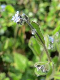 Attēlu rezultāti vaicājumam “Myosotis ramosissima flower”