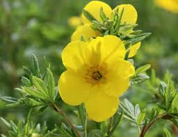 Attēlu rezultāti vaicājumam “Pentaphylloides fruticosa leaf”