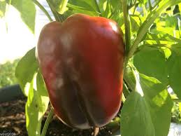 Afbeeldingsresultaat voor giant 3 sweet pepper