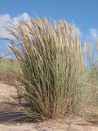 Attēlu rezultāti vaicājumam “Ammophila arenaria”