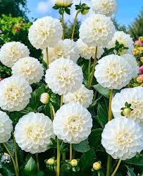 Image result for Dahlia x pinnata `Pompon Lilliput`