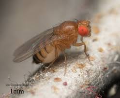 Attēlu rezultāti vaicājumam “Drosophila melanogaster”