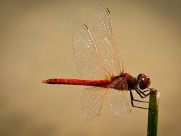 Attēlu rezultāti vaicājumam “Sympetrum”