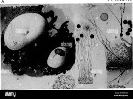 Attēlu rezultāti vaicājumam “Didymium difforme spores”