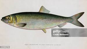 Image result for Clupea harengus