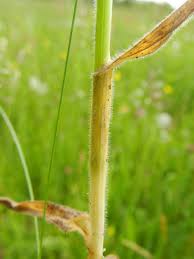Attēlu rezultāti vaicājumam “Helictotrichon pubescens”