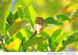 Attēlu rezultāti vaicājumam “Magnolia kobus fruit”