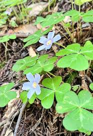 Attēlu rezultāti vaicājumam “Oxalis acetosella”