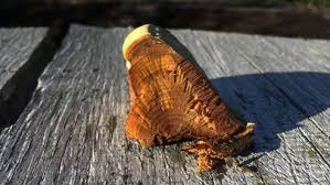 Attēlu rezultāti vaicājumam “Inonotus radiatus”