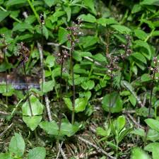 Attēlu rezultāti vaicājumam “Listera cordata fruit”