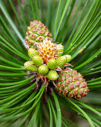Attēlu rezultāti vaicājumam “Pinus ponderosa fruit”