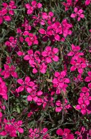 Attēlu rezultāti vaicājumam “Dianthus deltoides”