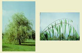 Attēlu rezultāti vaicājumam “Salix x sepulcralis”