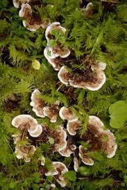 Attēlu rezultāti vaicājumam “Phellodon tomentosus”